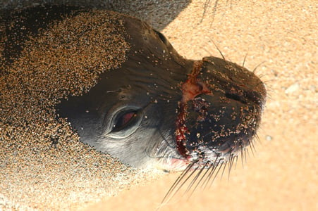Wounded seal b2