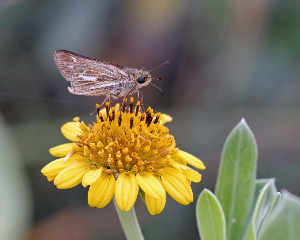 borrichia_keim-e1602527107135
