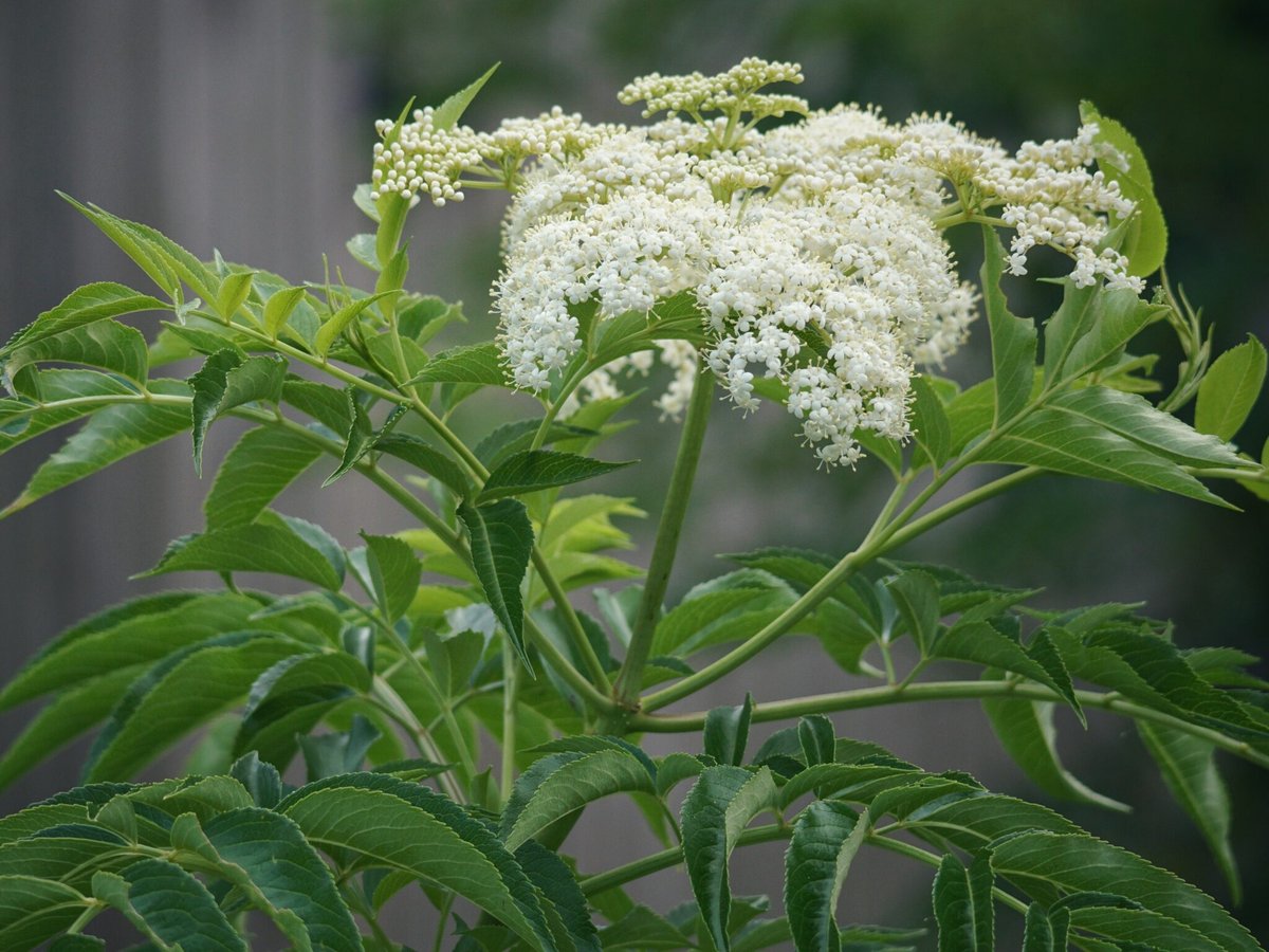elderberry_Emily-Bell-1-2048x1536
