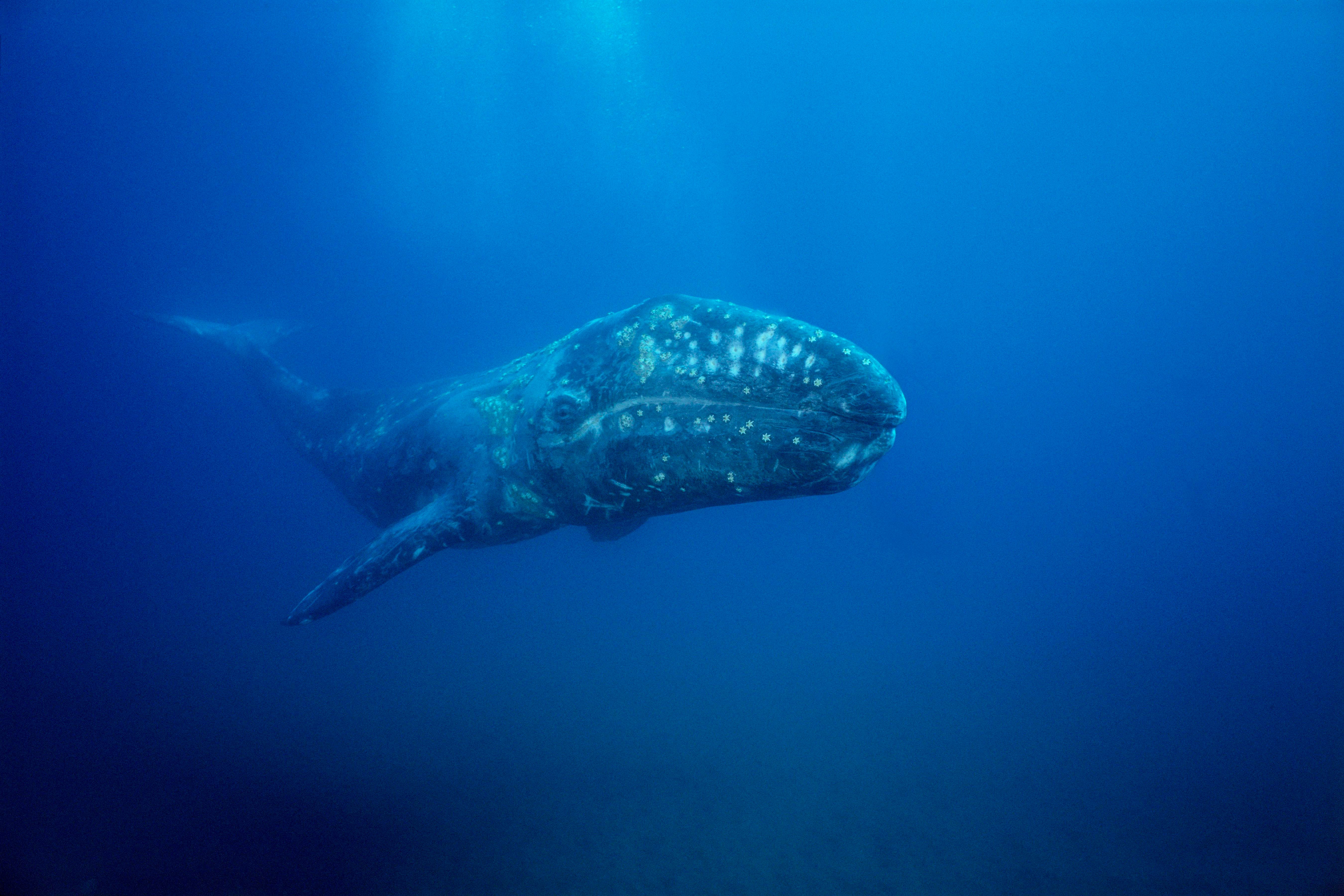 A gray whale swimming through deep blue water towards the camera