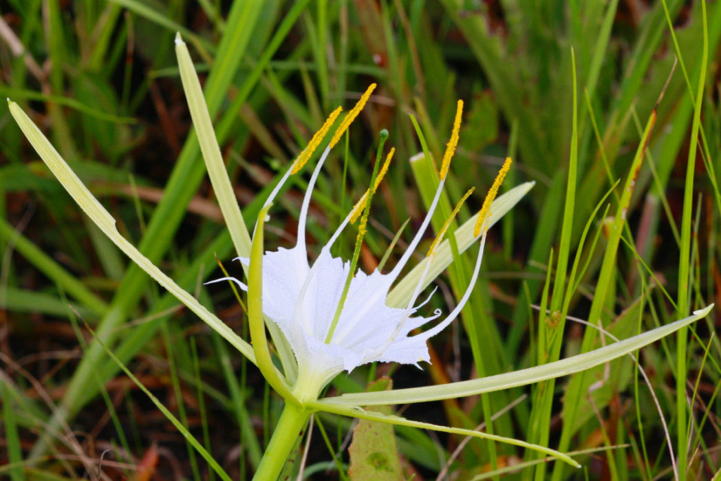 hymenocallis_palmeri_keim-e1602605893898