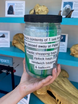 Jar containing the contents of a sea lion rescued by the Marine Mammal Center in Laguna Beach