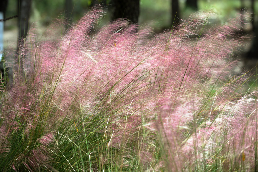muhlygrass-randolph-1-e1602527063809