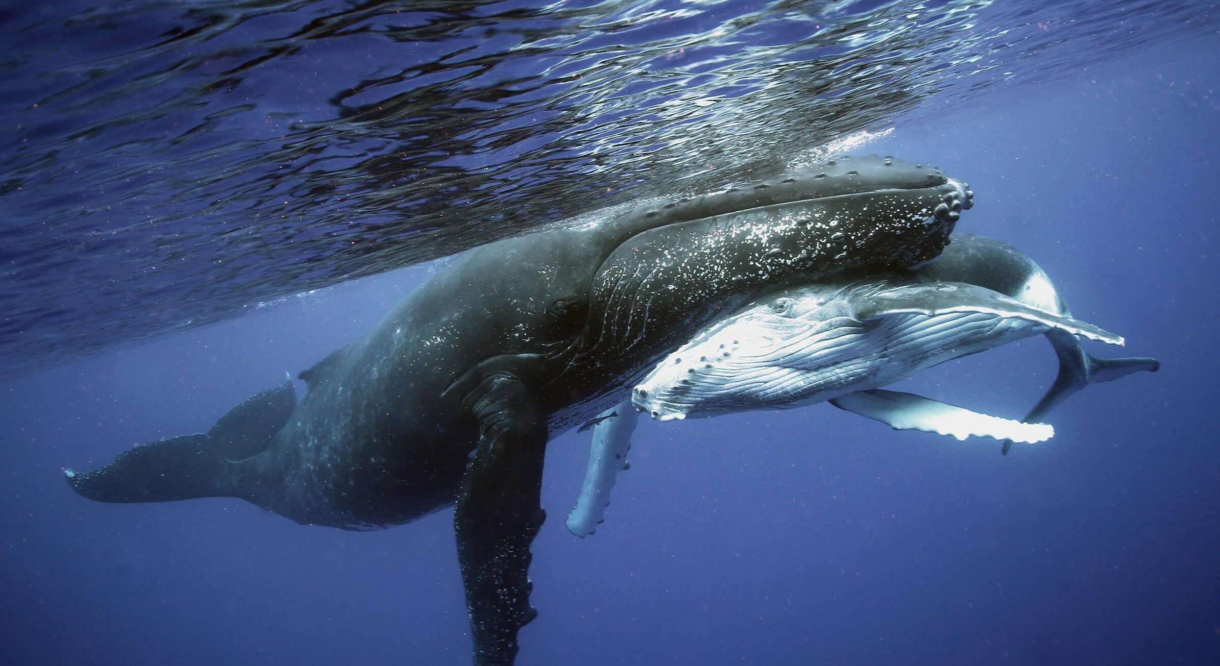 A humpback whale and her calf face to face just under the surface