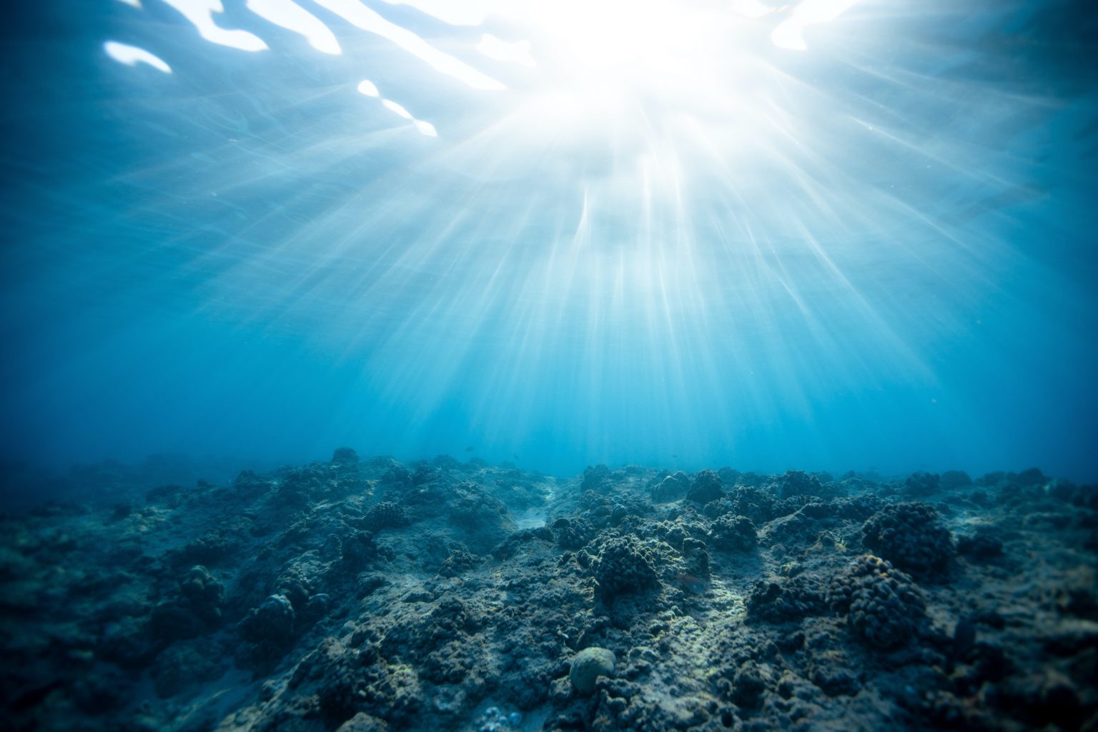 An underwater view of a coral reef.