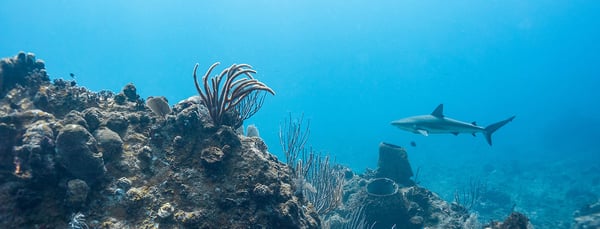 Caribbean reef shark swims along a coral reef