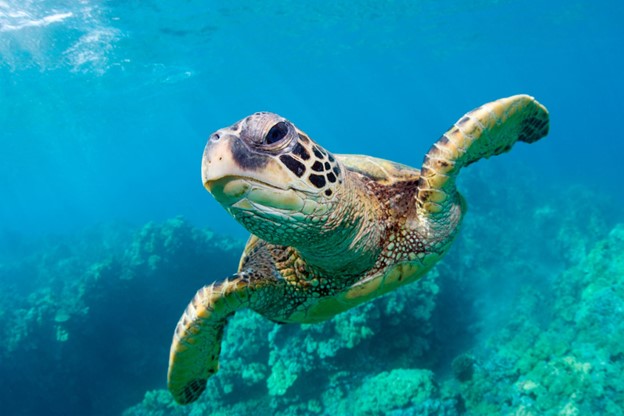 turtlewithreef-1 turtlewithreef-1