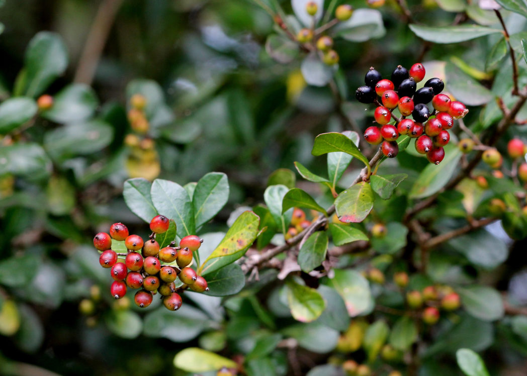 viburnum_obovatum_keim2-e1602609664548