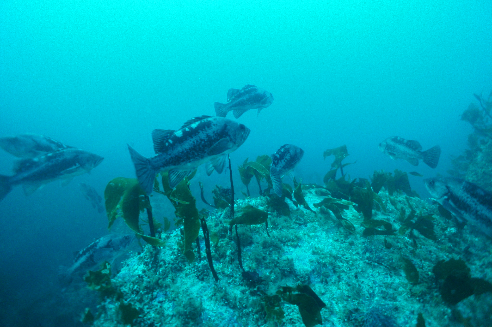 Underwater photo of black rockfish along kelp and rocky bottom