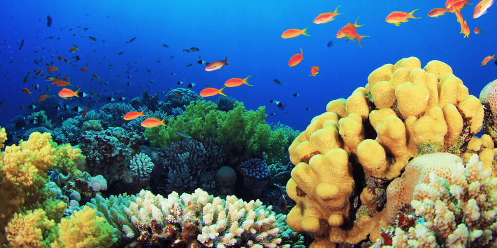 Is Your Sunscreen Reef Safe? - Suntegrity Skincare