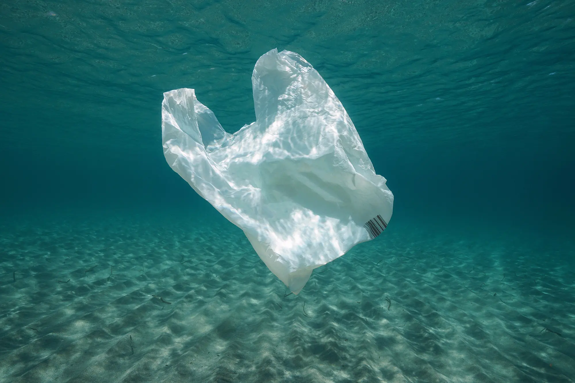 Ban Plastic Bags in Fairhaven, MA!