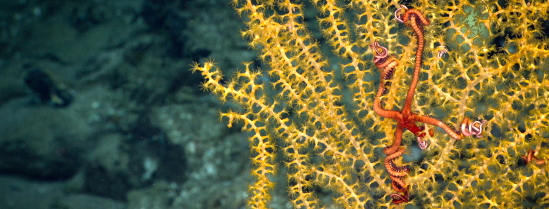 Strengthen the Northeast Canyons & Seamounts Marine Monument
