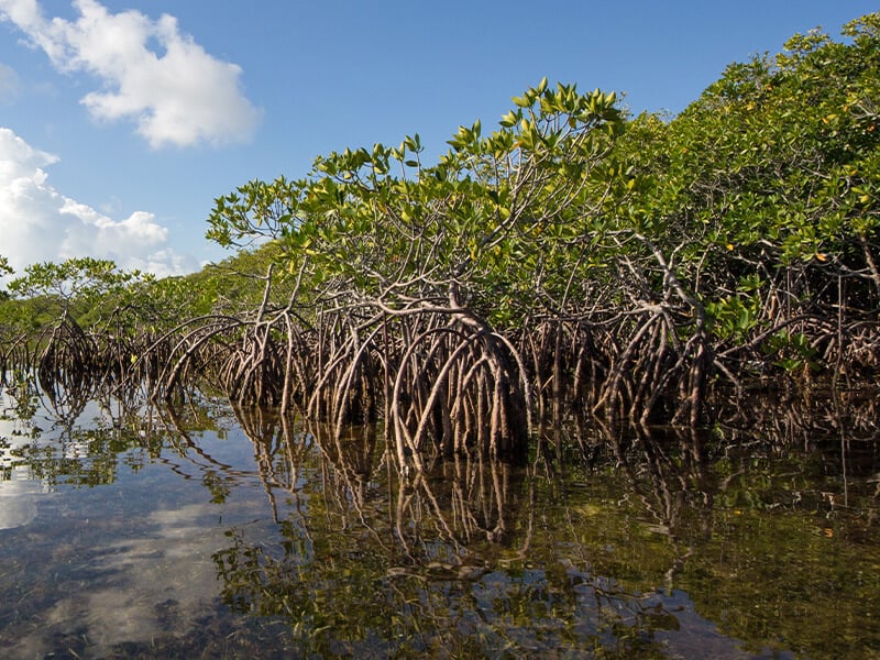 mangroves-florida