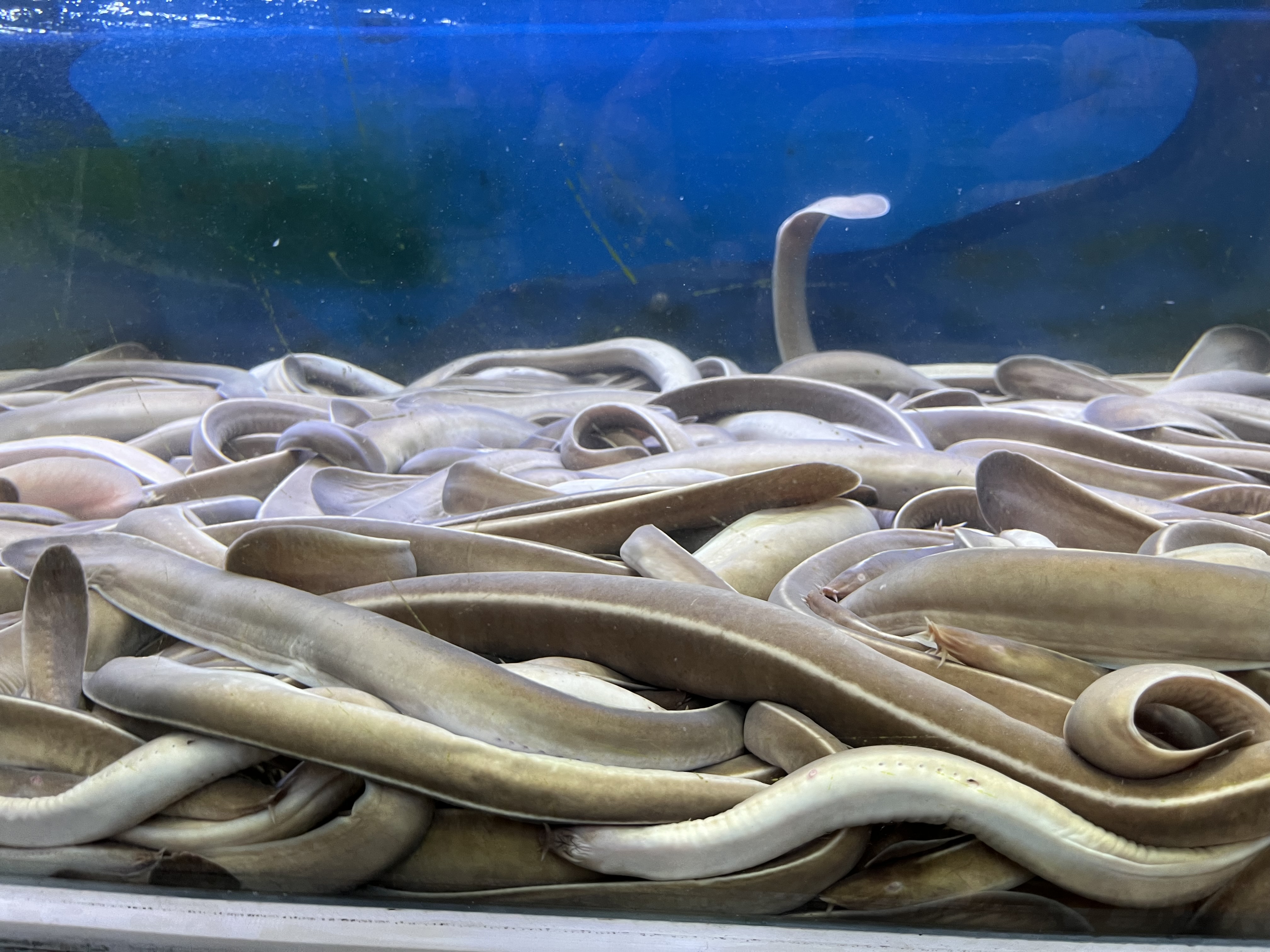 Hagfish in tanks, Busan a