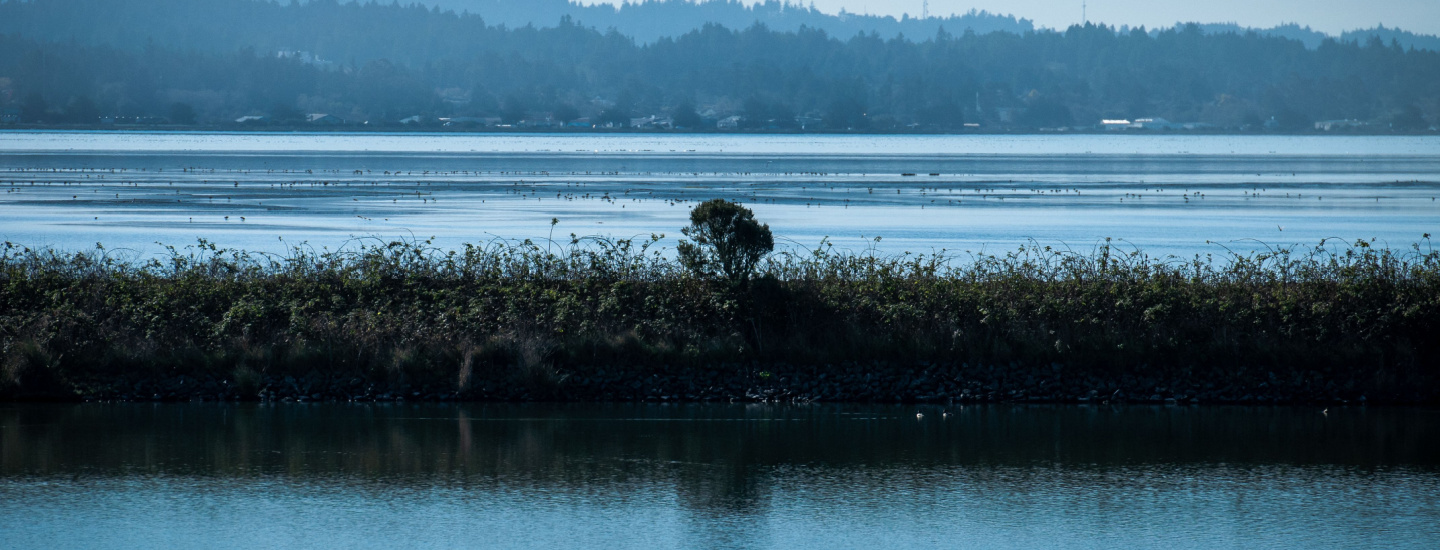 Humboldt Bay meets ocean, with marsh in foreground and trees and mountains in the distance