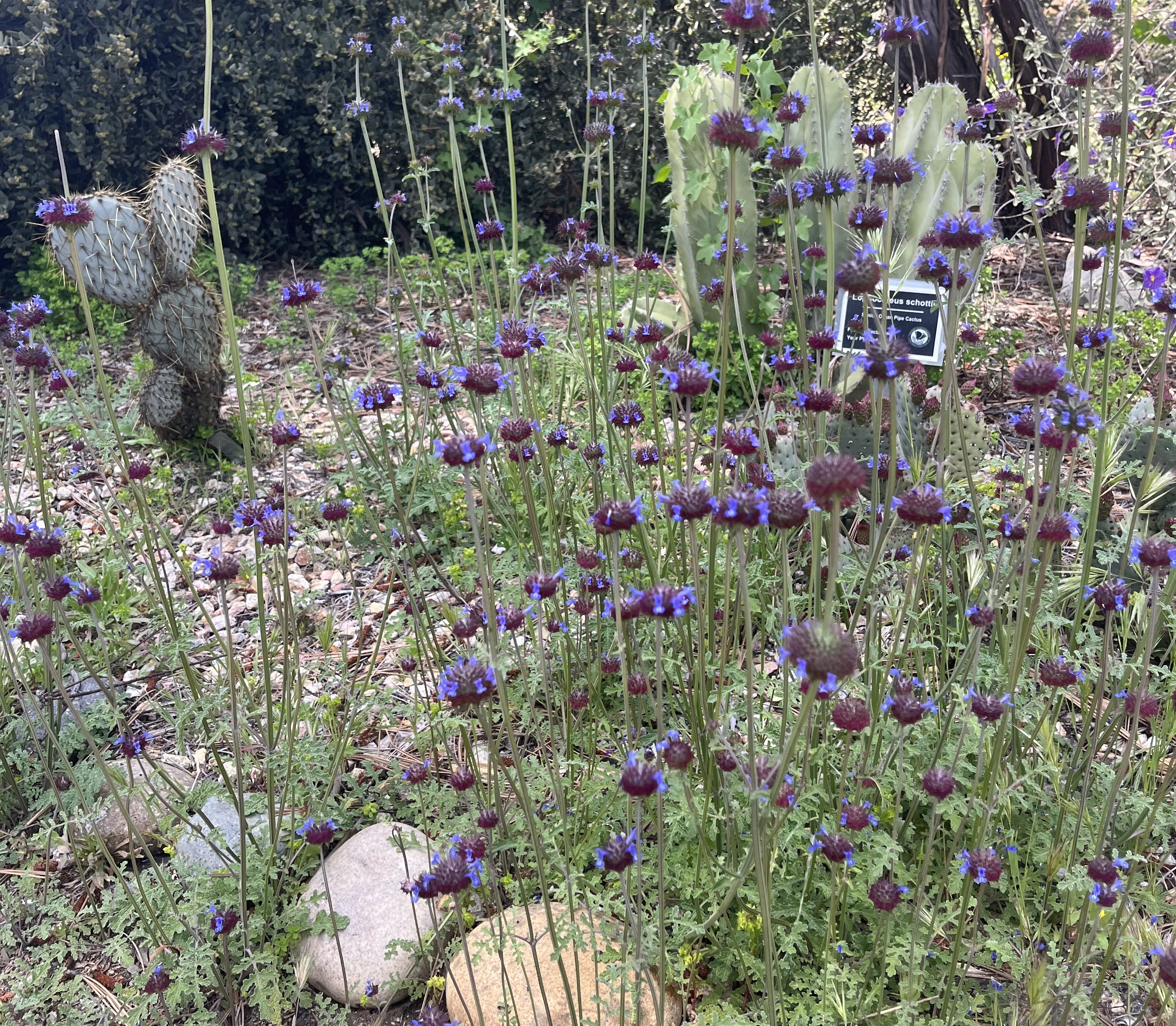 a field of purple chia sage in bloom