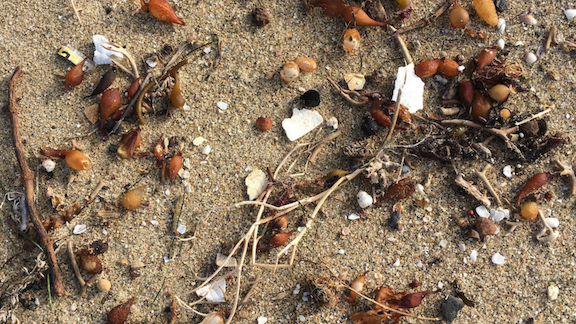 small pieces of polystyrene foam (aka styrofoam) littered across beach sand and kelp.