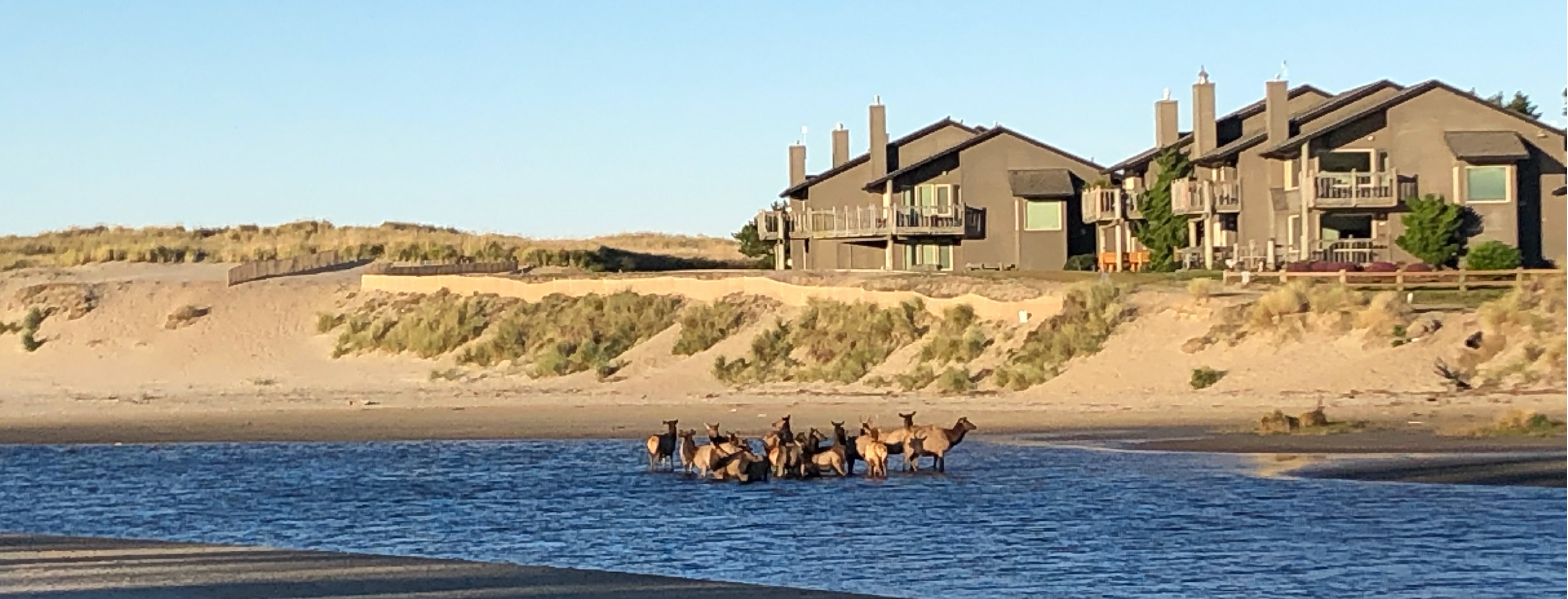 a herd of elk ford Ecola Creek in front of the dune and Breakers Point Condominiums