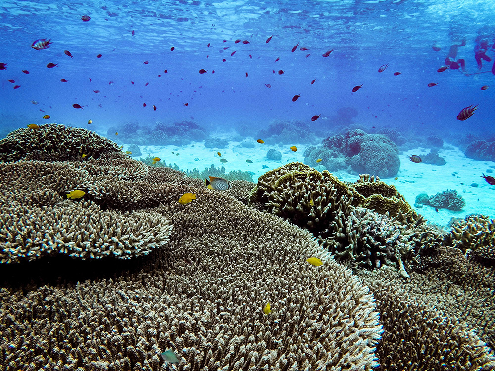 NOAA and Florida Keys fishing guides collaborate to support a sustainable  national marine sanctuary