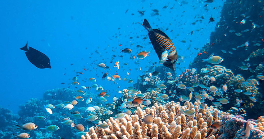 Five Reef Friendly Actions for World Reef Awareness Day