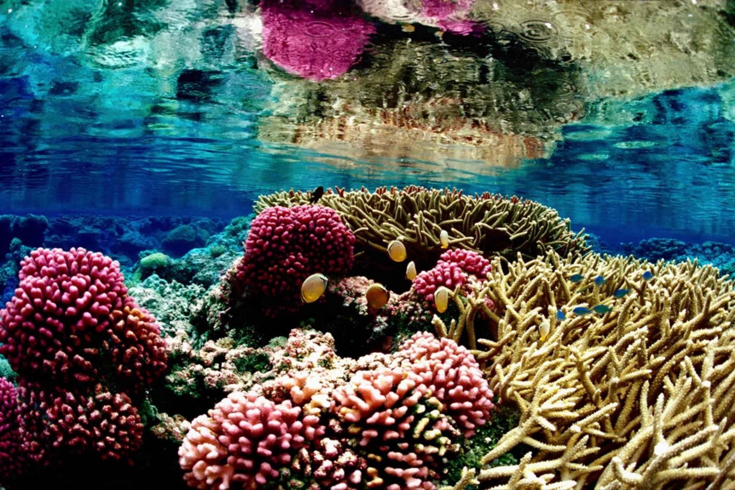 Climate Action Benefits: Coral Reefs