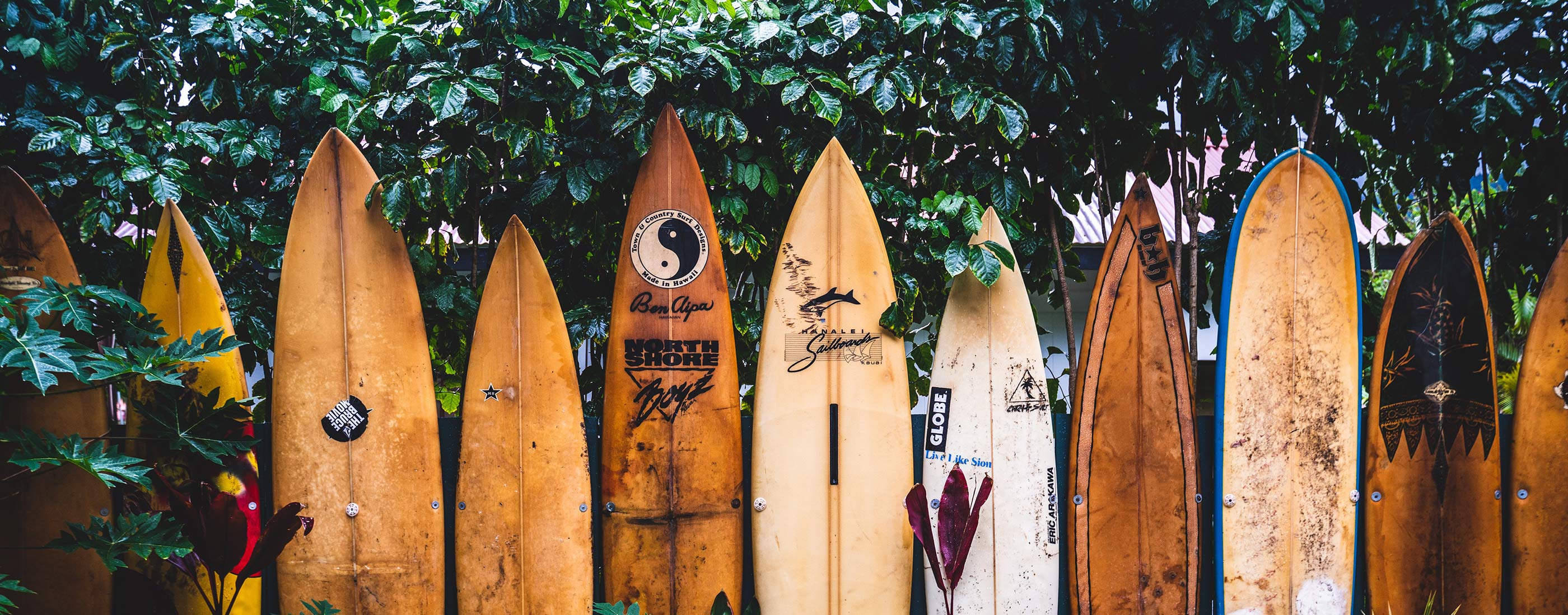 Line of surfboards along a fence