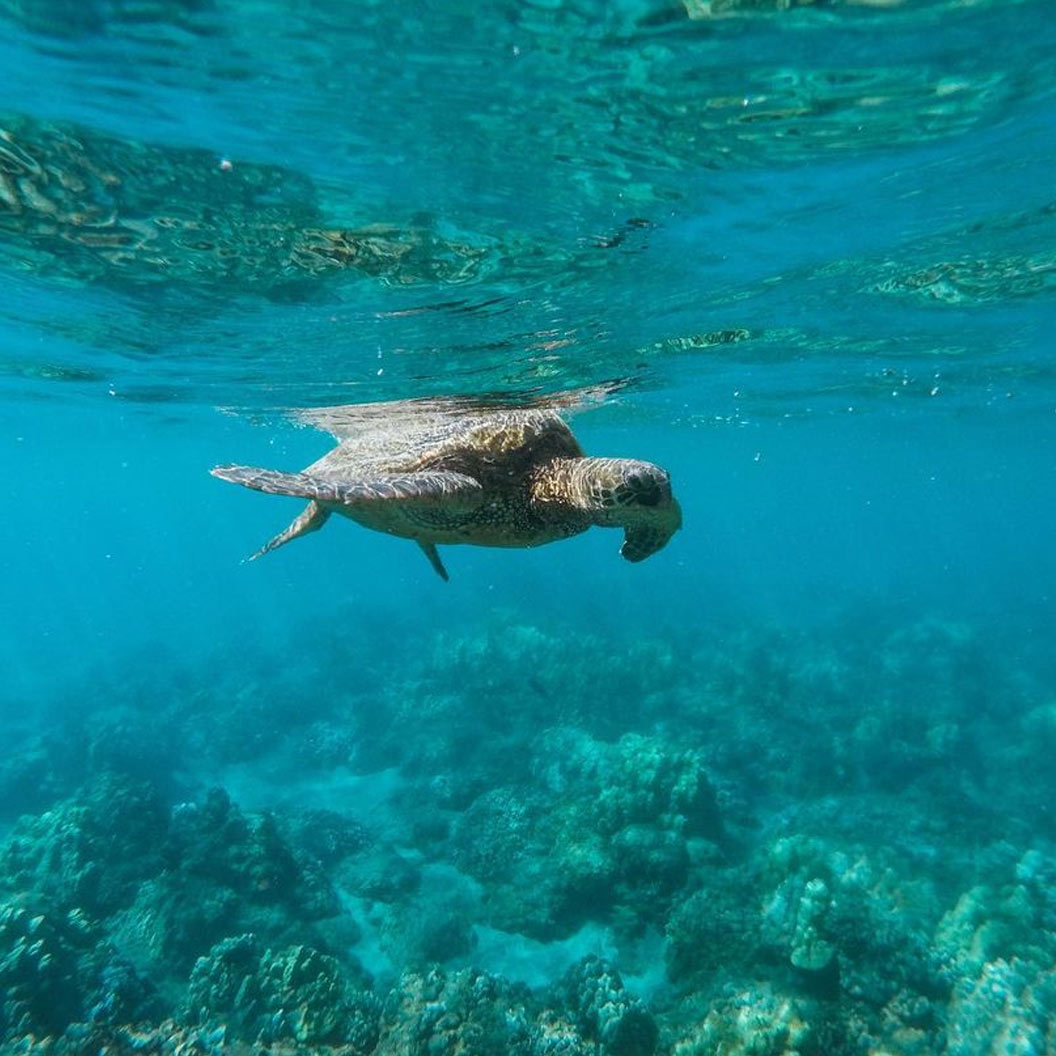 Green sea turtle swimming over a Maui reef