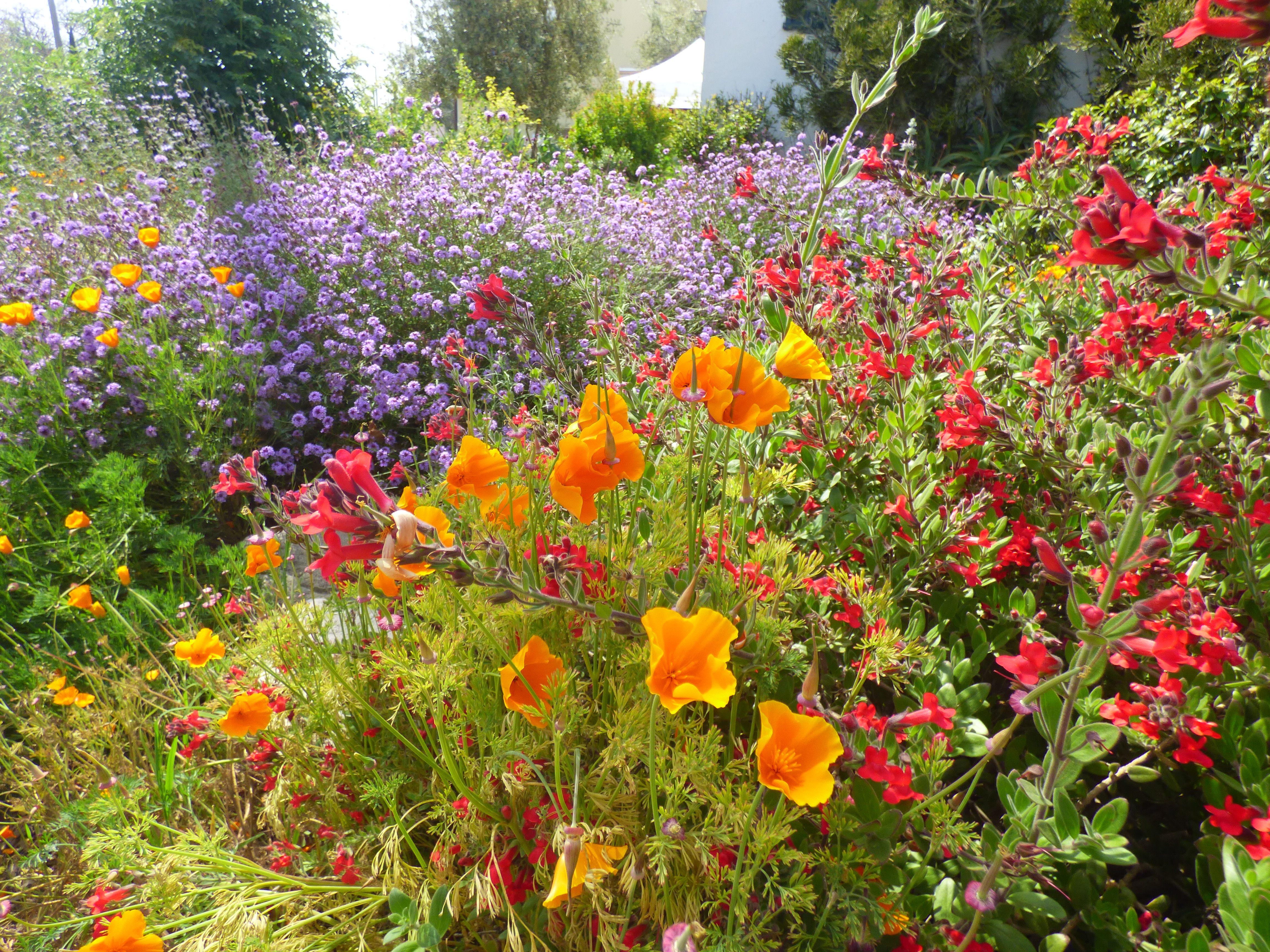 a garden full of CA native flowers