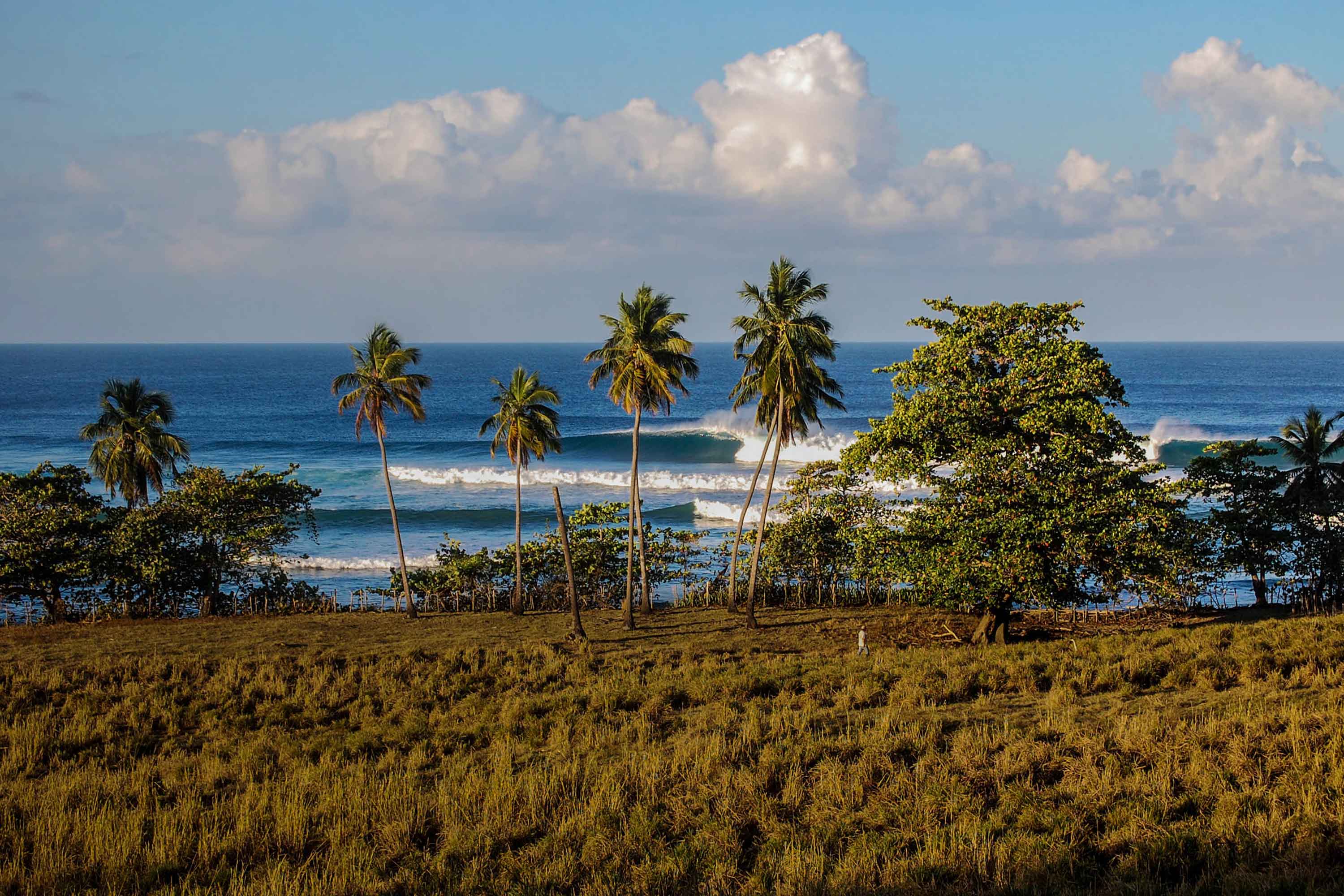 Palm trees along the coastline with small waves crashing in the background.
