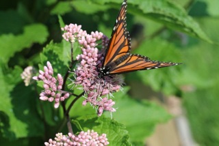 Monarch on Native Milkweed