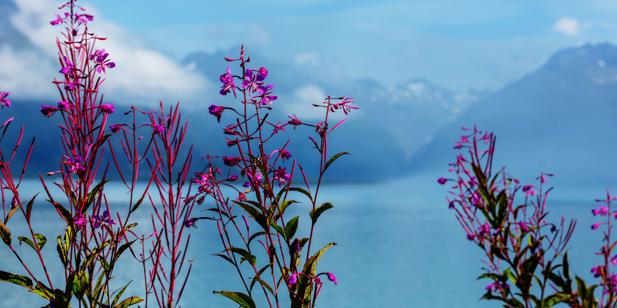Fireweed in front of the Alaska Coast