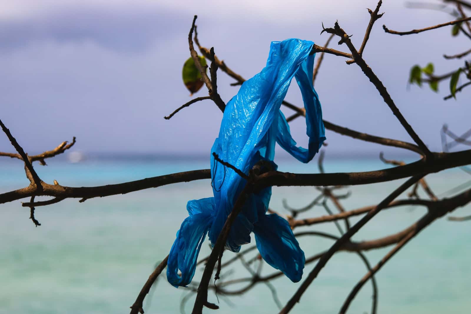A blue plastic bag caught in a set of seaside branches.
