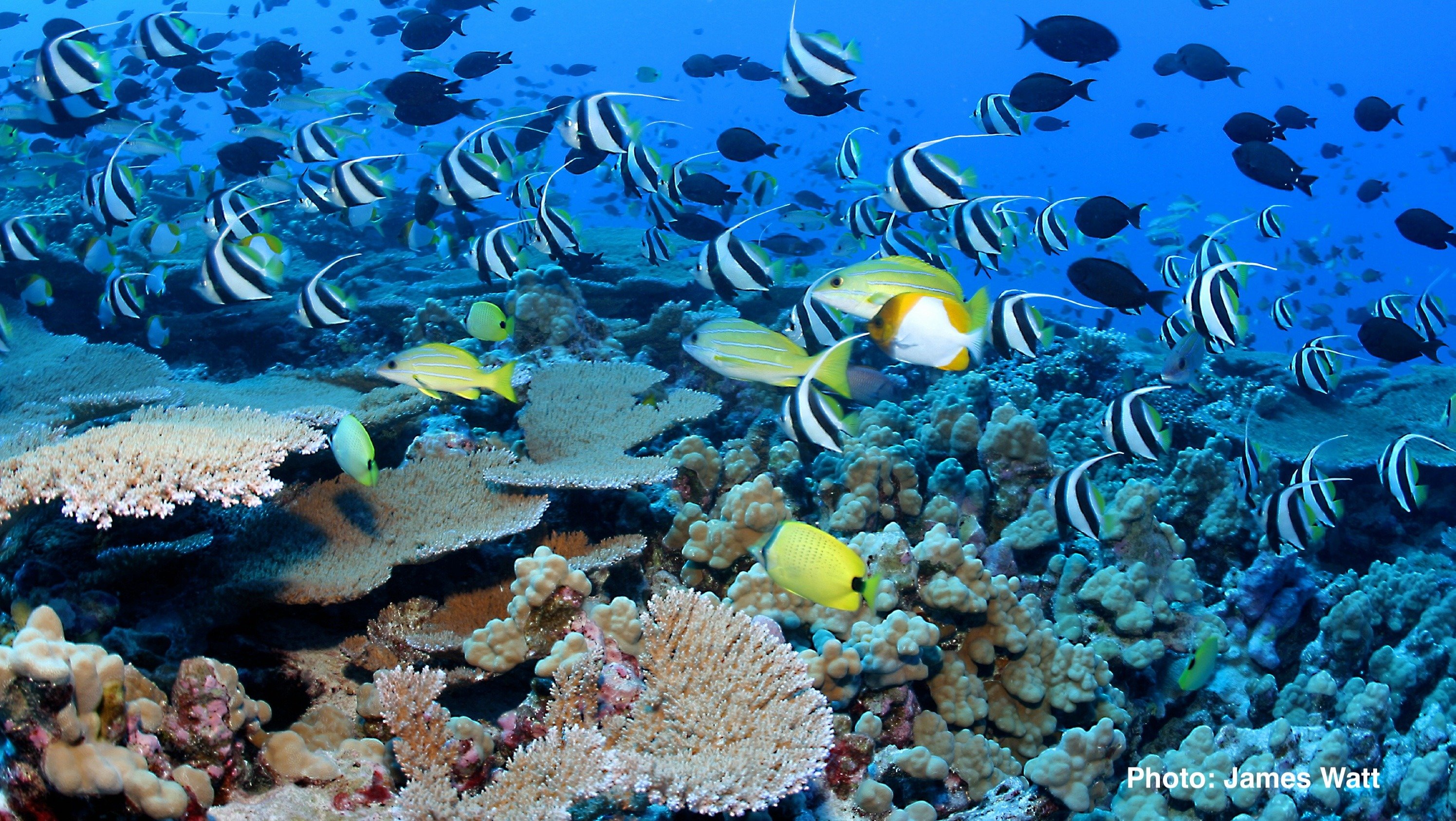 Hawaii's coral reefs