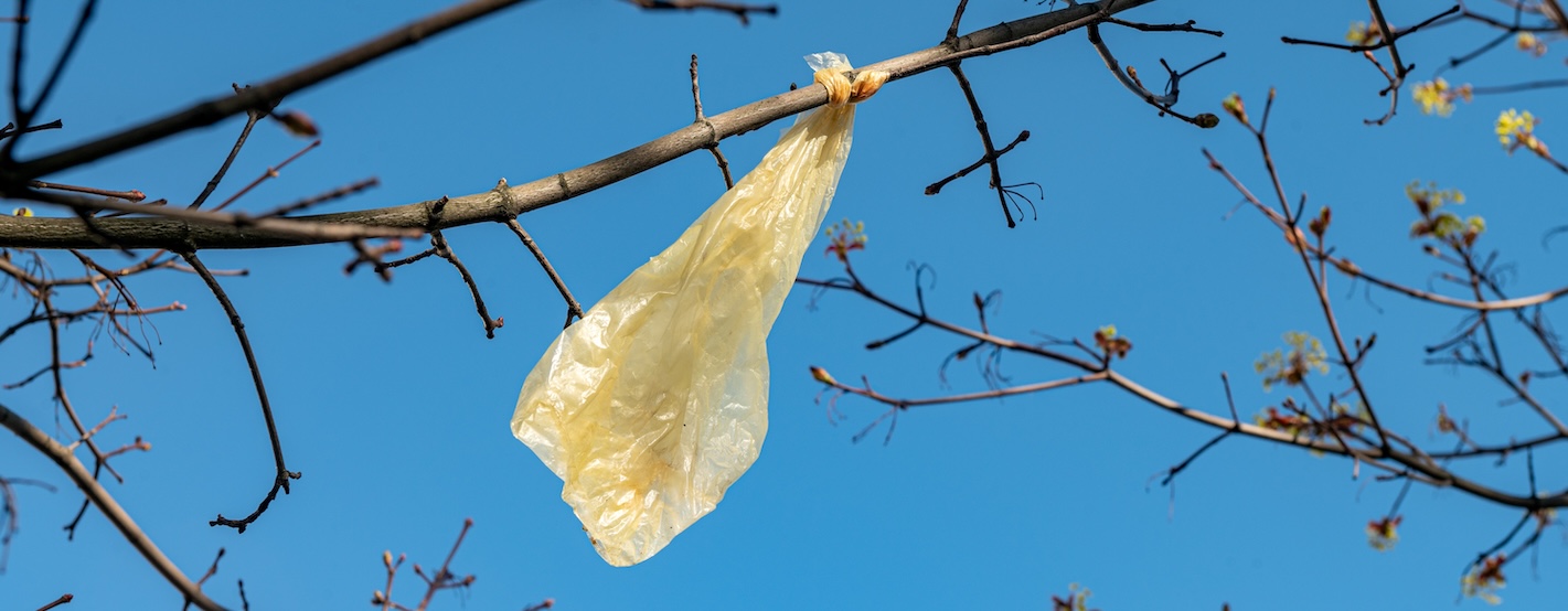 Single-use plastic bag litter caught in a tree branch.