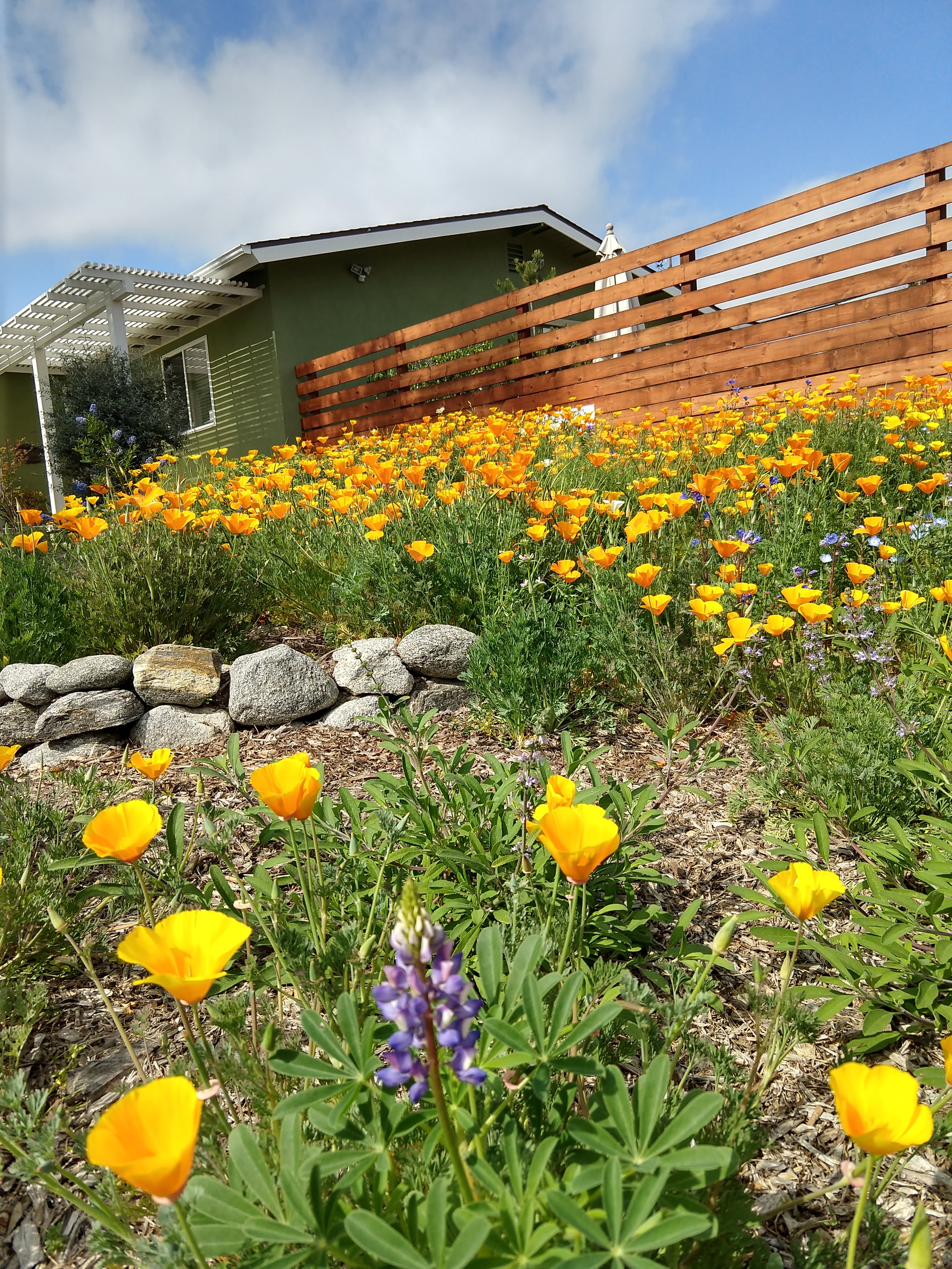 yellowpoppies